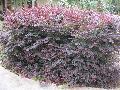 Plum Delight Loropetalum / Loropetalum chinense 